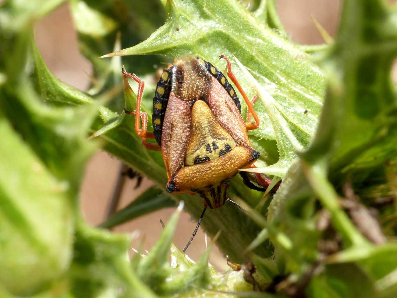 Codophila varia e Carpocoris mediterraneus atlanticus